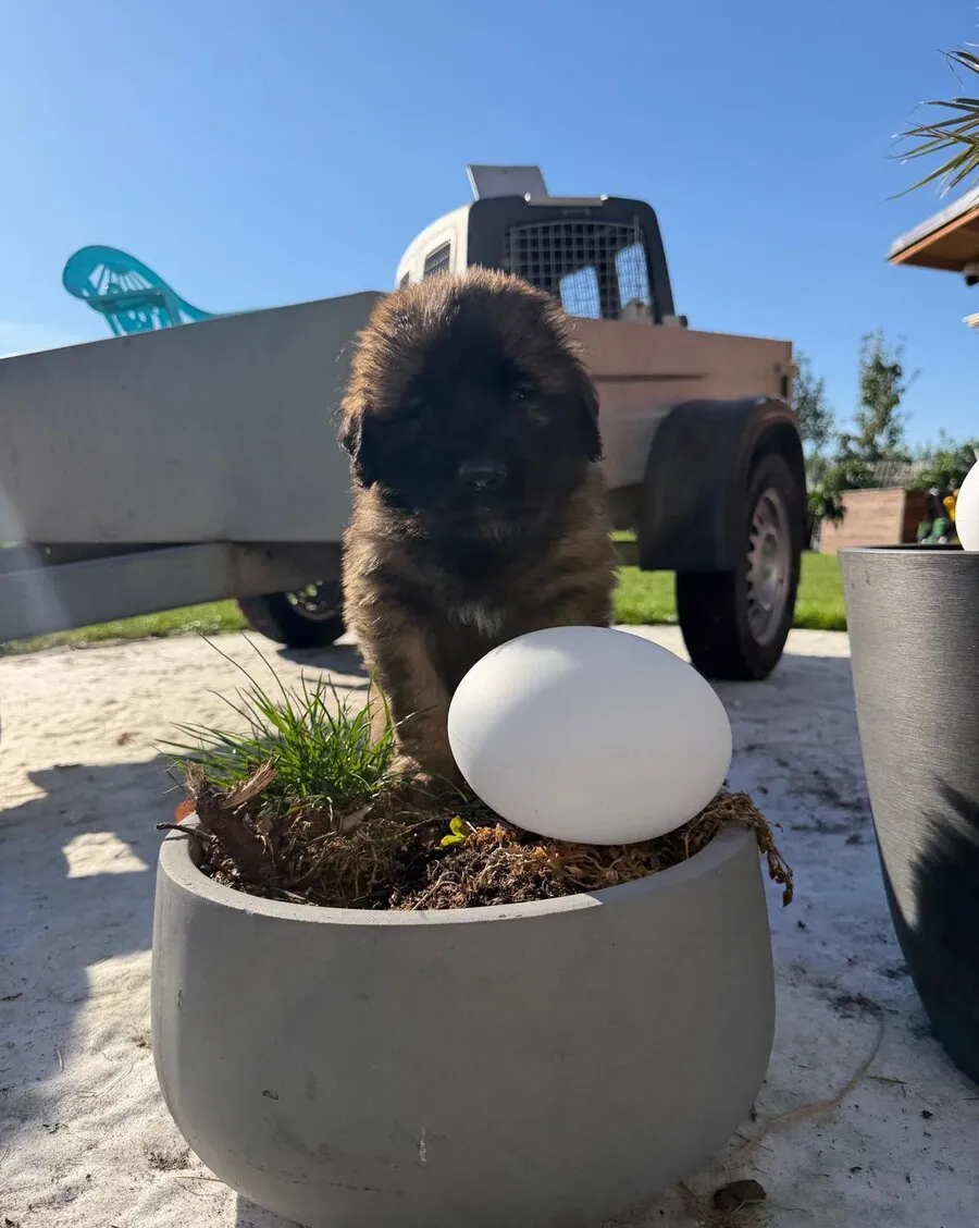 Leonberger na zahradě u kamenného květináče