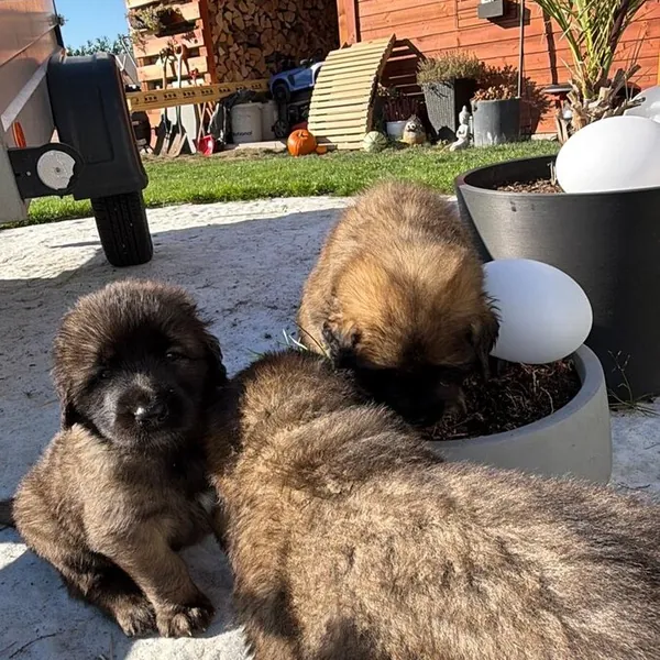 Štěňata leonbergera u dřevěného domku