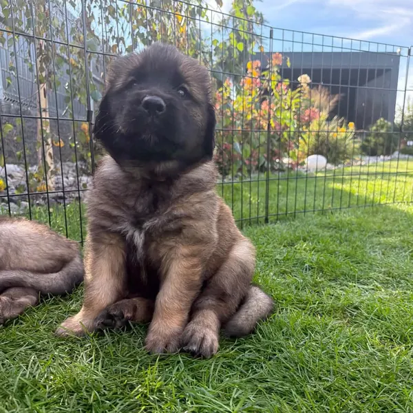 Štěně leonbergera sedí u ohrádky na zahradě