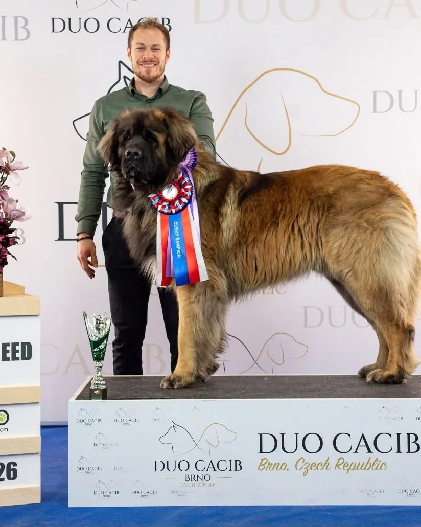Leonberger s oceněním Best of Breed na výstavě DUO CACIB