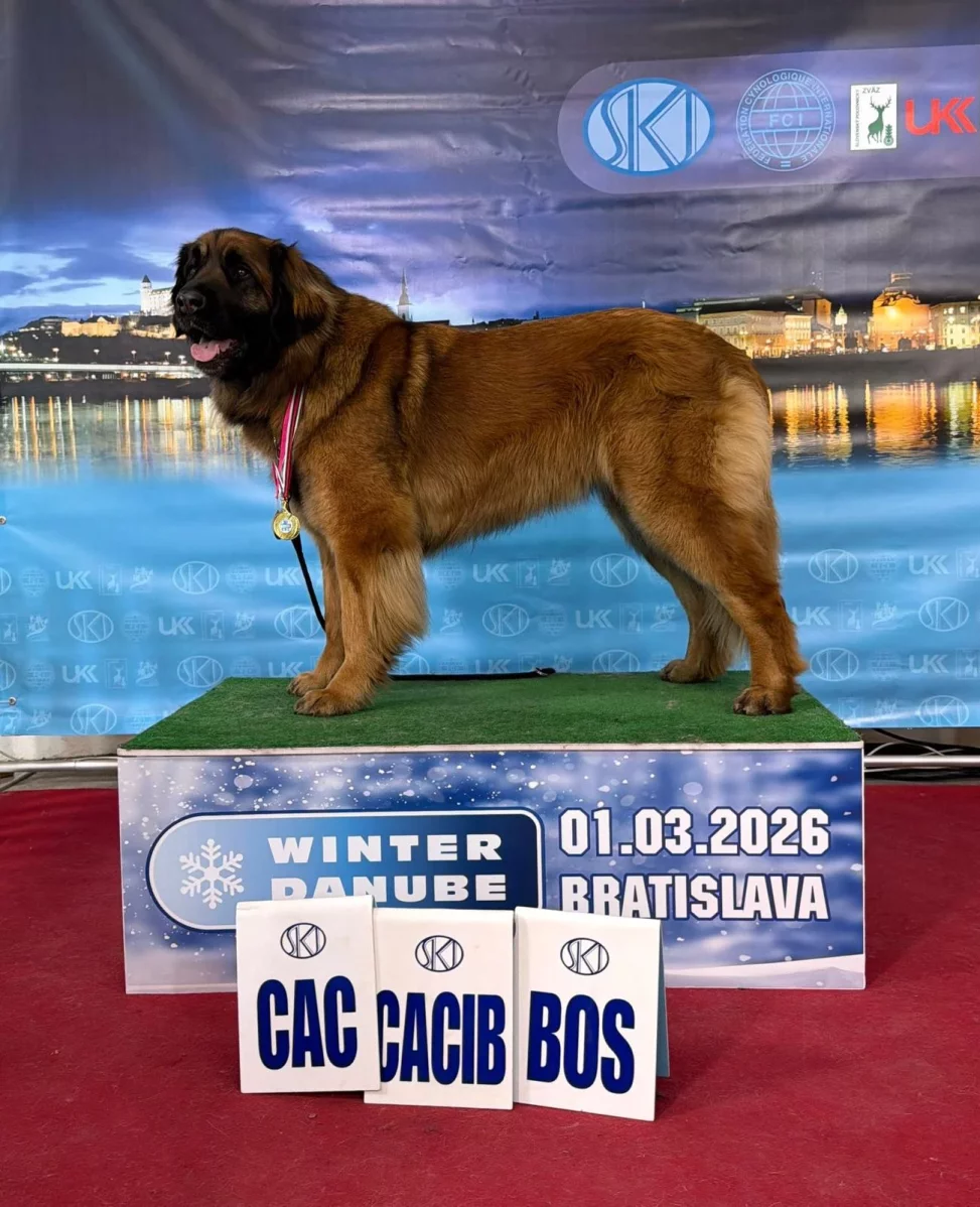 Leonberger s oceněním Národní vítěz, BOB a CAC