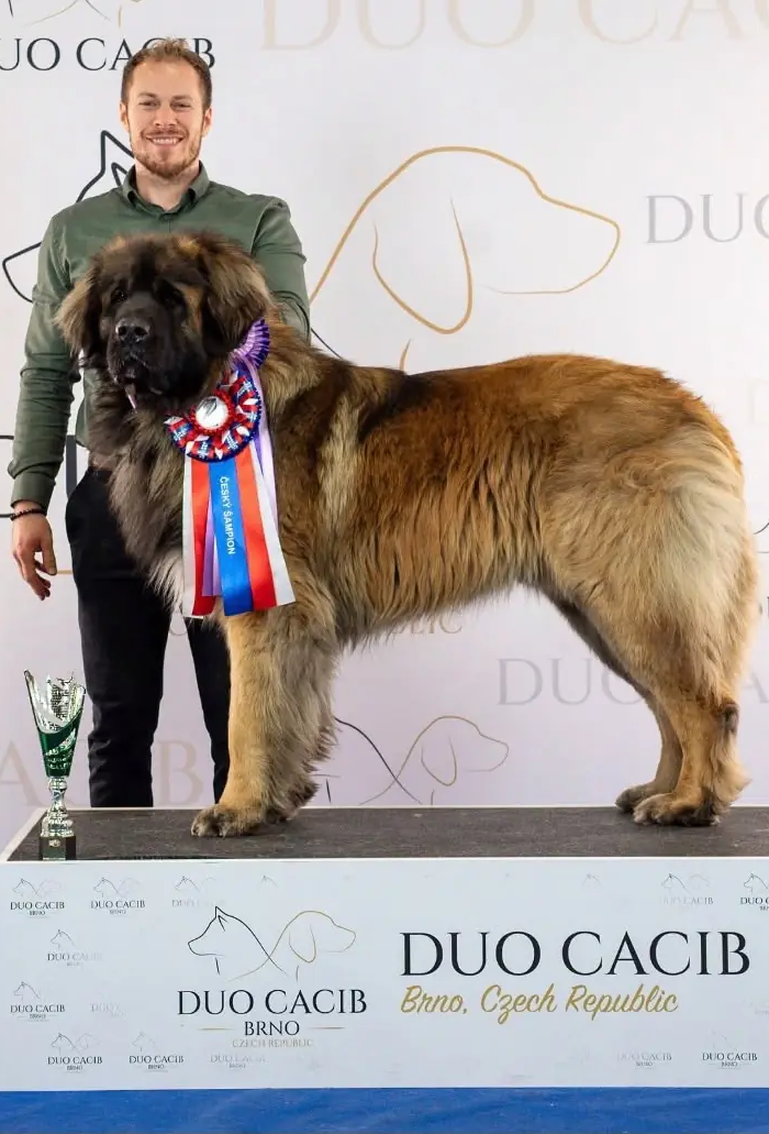 Leonberger z chovatelské stanice Casa del León odpočívá v trávě