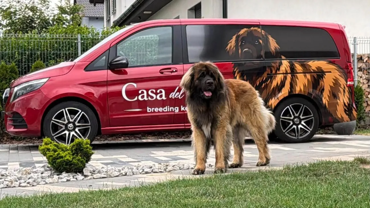Leonberger u vozu s logem Casa del León