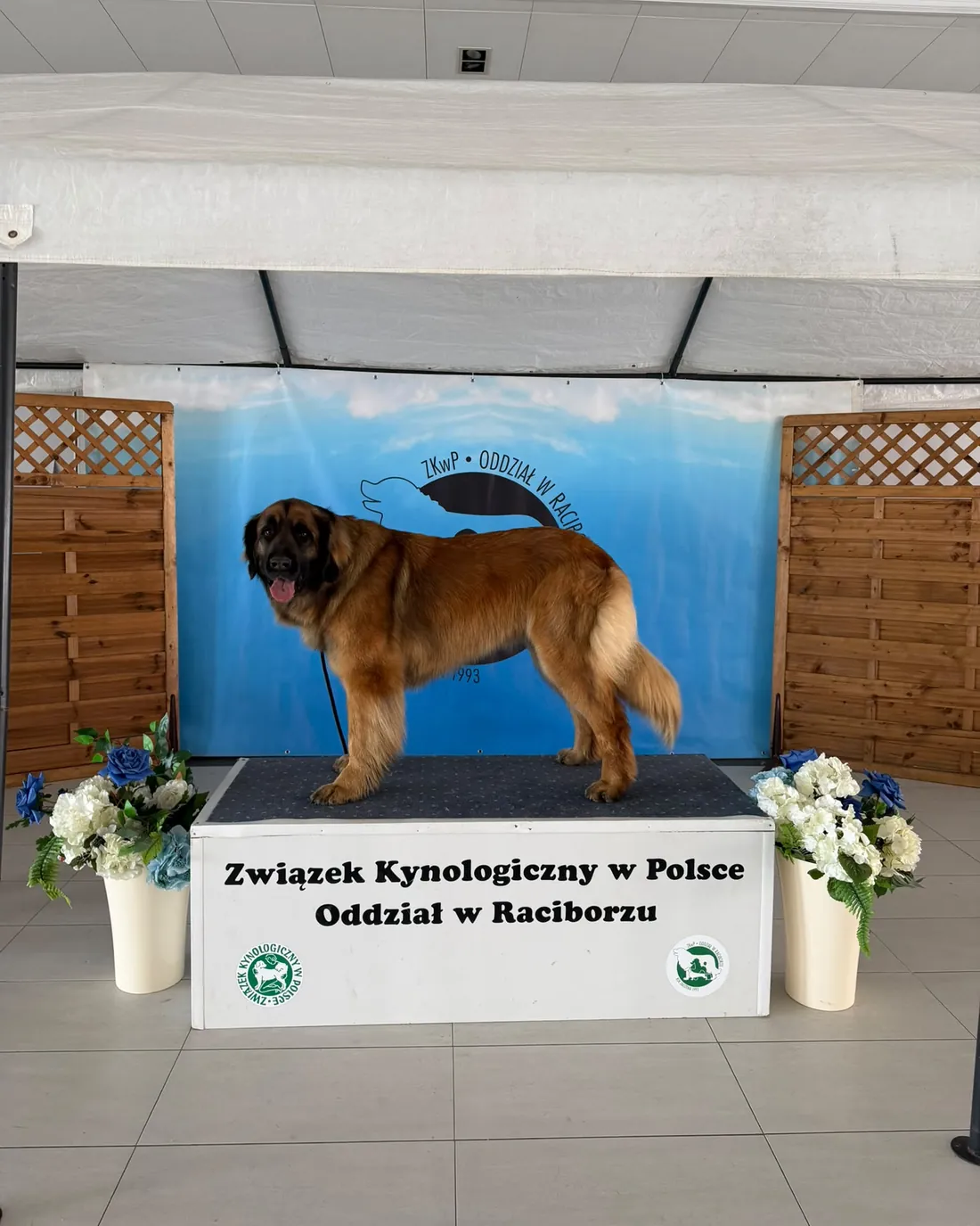 Leonberger ve výstavním postoji na stupních vítězů