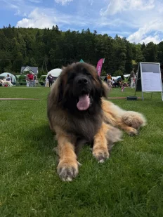Baron, otec vrhu A – leonberger s medailí