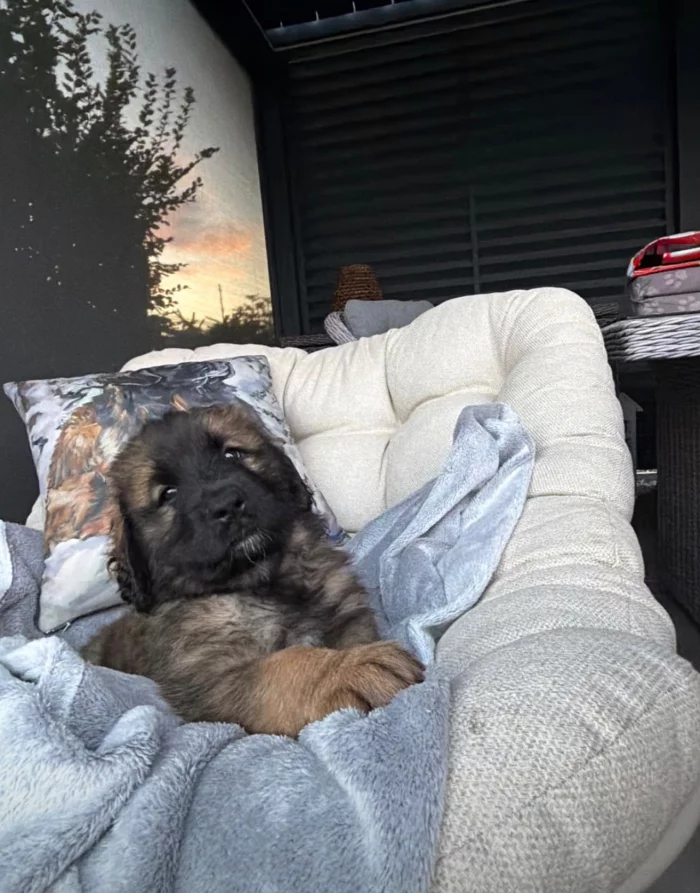 Štěně leonbergera z vrhu A sedí v trávě