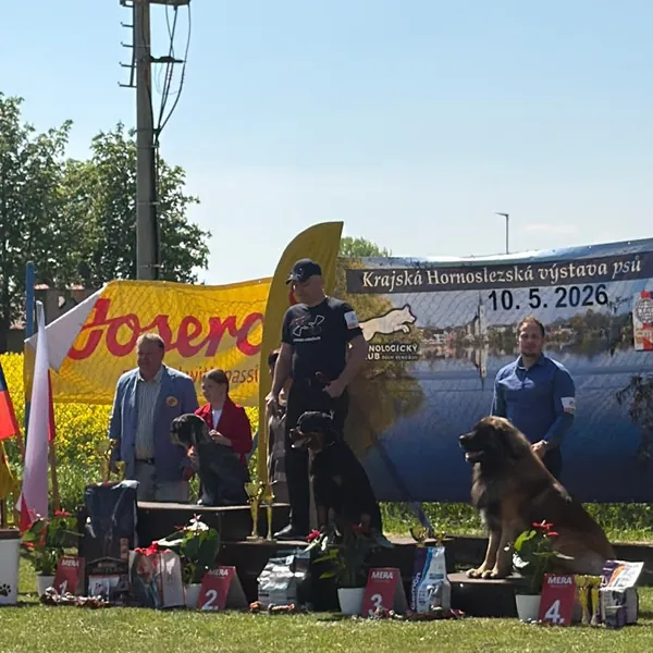 Leonberger na výstavišti