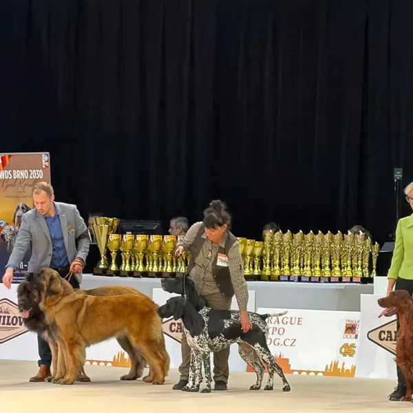 Leonberger na mezinárodní výstavě psů