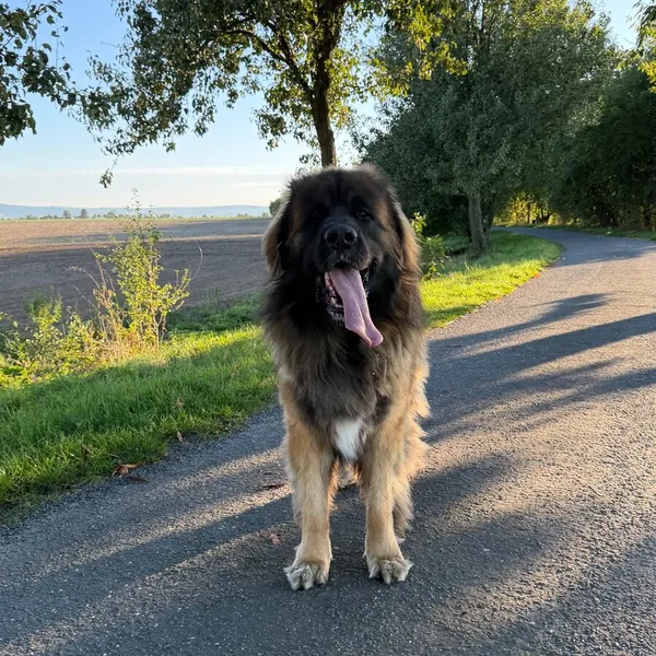 Leonberger na procházce
