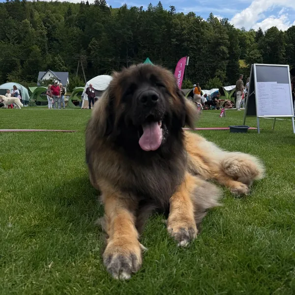 Leonberger odpočívá v trávě